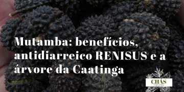mutamba benefícios — frutos e folhas de Guazuma ulmifolia árvore da Caatinga brasileira