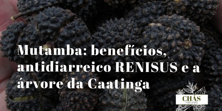 mutamba benefícios — frutos e folhas de Guazuma ulmifolia árvore da Caatinga brasileira
