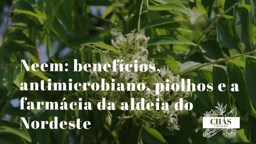 neem benefícios — folhas e frutos de Azadirachta indica árvore farmácia da aldeia no Nordeste brasileiro