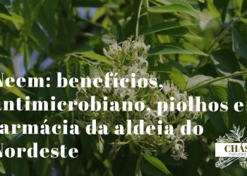 neem benefícios — folhas e frutos de Azadirachta indica árvore farmácia da aldeia no Nordeste brasileiro
