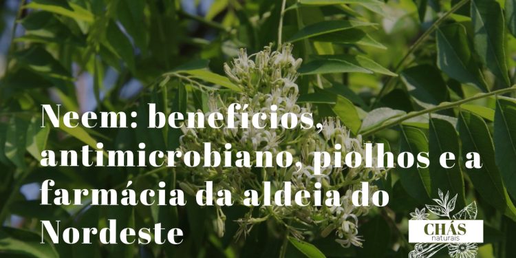 neem benefícios — folhas e frutos de Azadirachta indica árvore farmácia da aldeia no Nordeste brasileiro