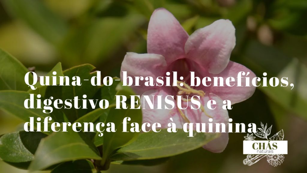 quina benefícios — casca e folhas de Strychnos pseudoquina árvore do Cerrado brasileiro