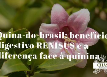 quina benefícios — casca e folhas de Strychnos pseudoquina árvore do Cerrado brasileiro