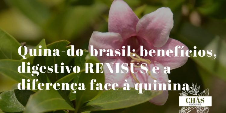 quina benefícios — casca e folhas de Strychnos pseudoquina árvore do Cerrado brasileiro