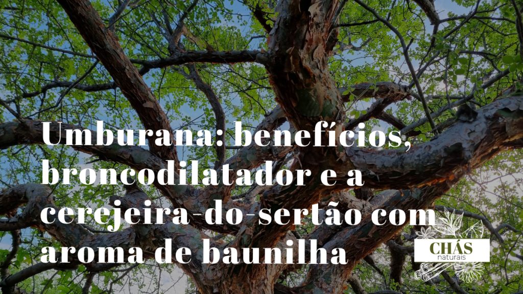 umburana benefícios — casca manchada de Amburana cearensis cerejeira-do-sertão na Caatinga