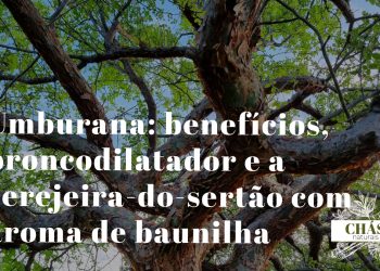 umburana benefícios — casca manchada de Amburana cearensis cerejeira-do-sertão na Caatinga