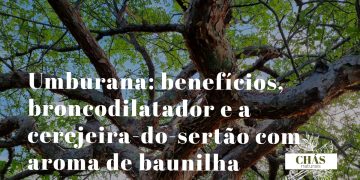 umburana benefícios — casca manchada de Amburana cearensis cerejeira-do-sertão na Caatinga