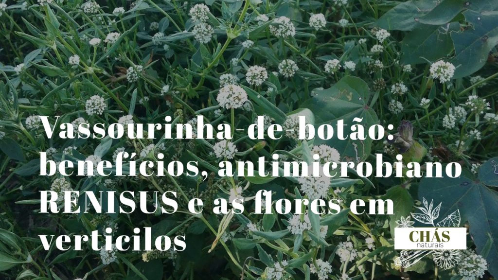 vassourinha benefícios — planta Scoparia dulcis com flores brancas em terreno baldio do Brasil
