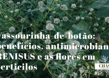 vassourinha benefícios — planta Scoparia dulcis com flores brancas em terreno baldio do Brasil