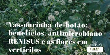 vassourinha benefícios — planta Scoparia dulcis com flores brancas em terreno baldio do Brasil