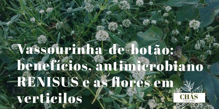 vassourinha benefícios — planta Scoparia dulcis com flores brancas em terreno baldio do Brasil