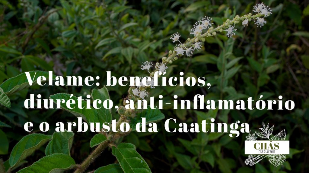 velame benefícios — arbusto espinhoso Croton campestris com flores na paisagem árida da Caatinga