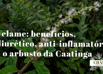 velame benefícios — arbusto espinhoso Croton campestris com flores na paisagem árida da Caatinga