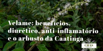 velame benefícios — arbusto espinhoso Croton campestris com flores na paisagem árida da Caatinga