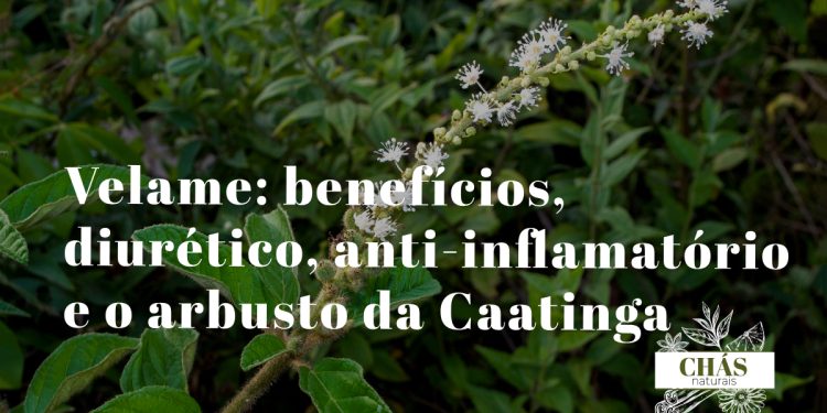 velame benefícios — arbusto espinhoso Croton campestris com flores na paisagem árida da Caatinga