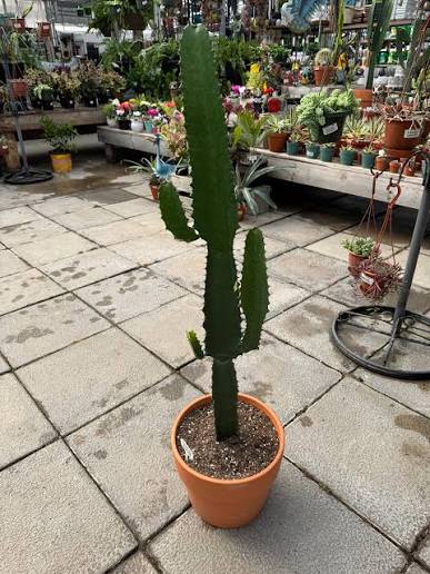 Euphorbia eritrea