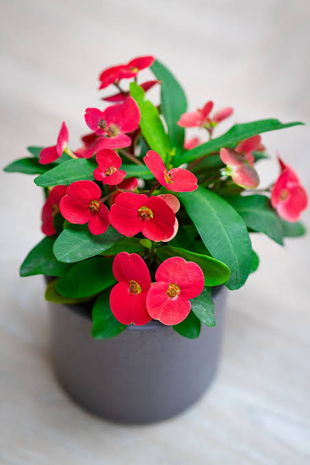 Euphorbia milii