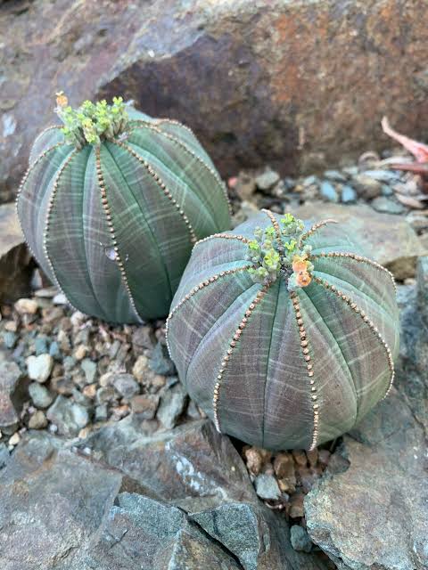 Euphorbia obesa