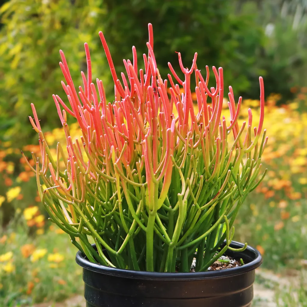 Euphorbia tirucalli