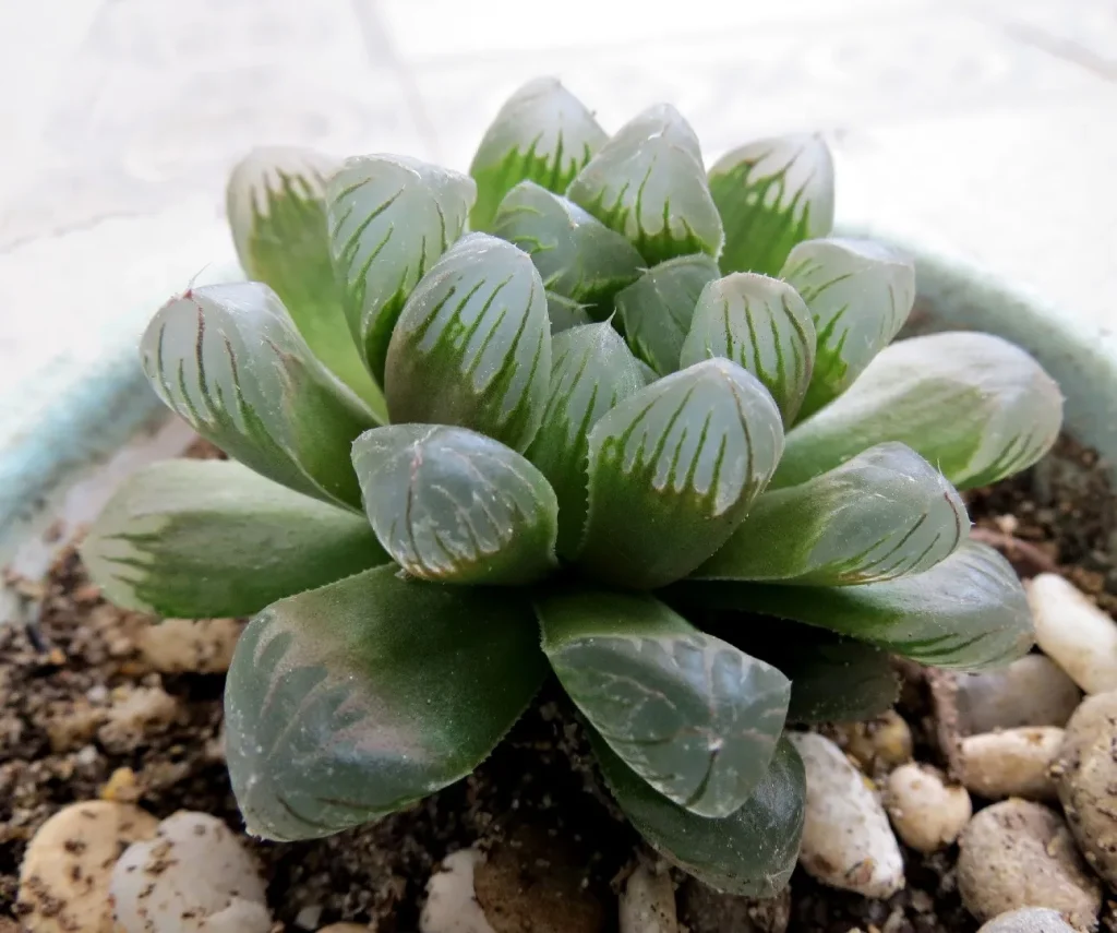 Haworthia cooperi