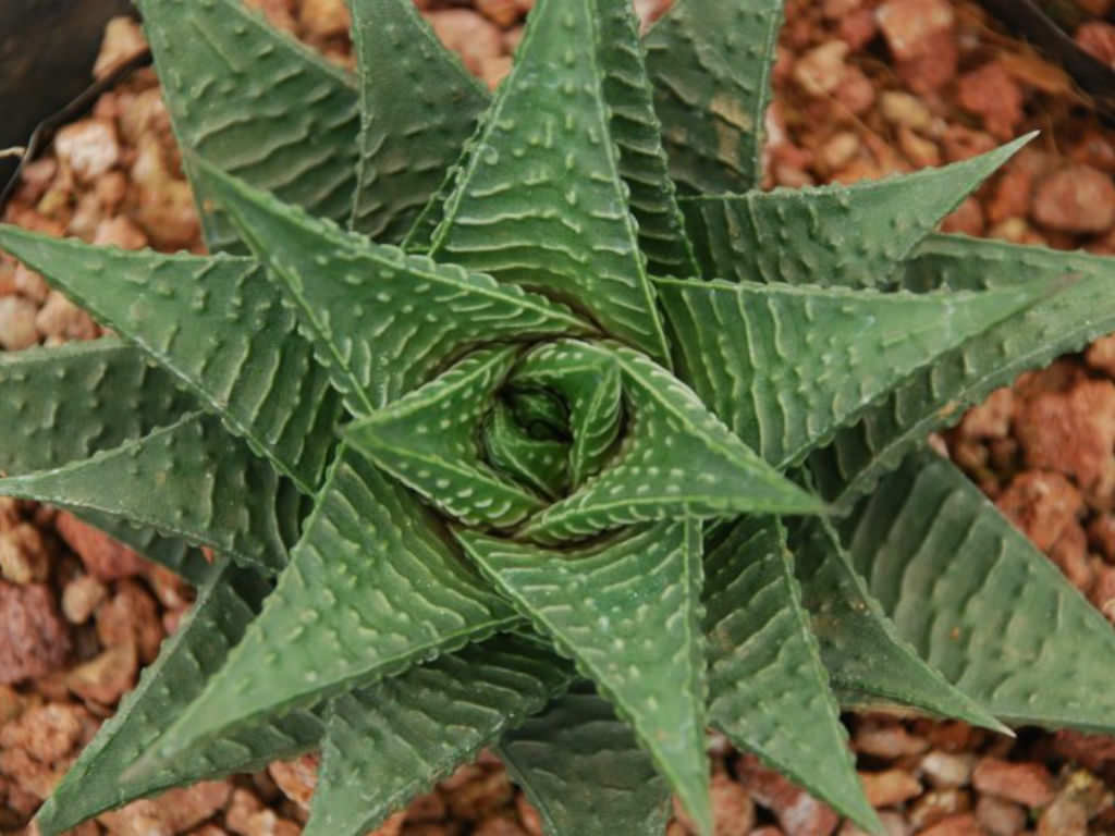 Haworthiopsis limifolia