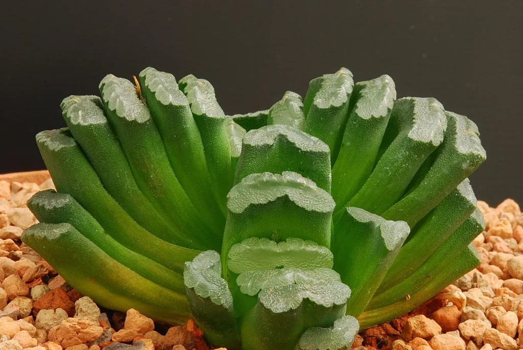 Haworthia truncata
