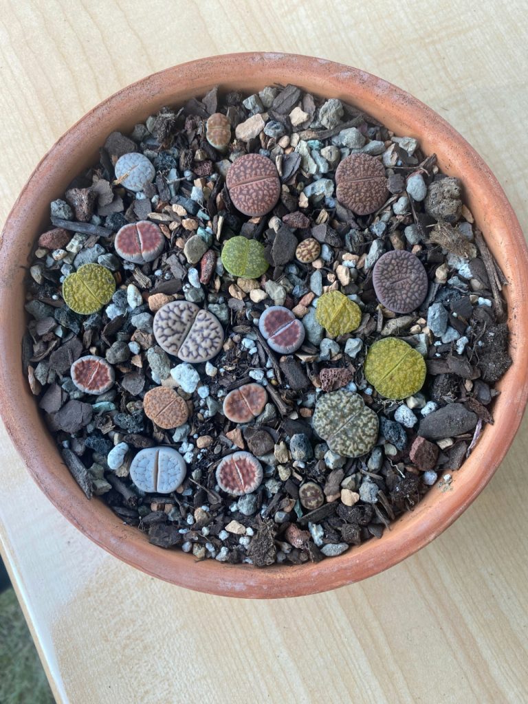 Lithops — cuidados, rega e ciclo das pedras vivas