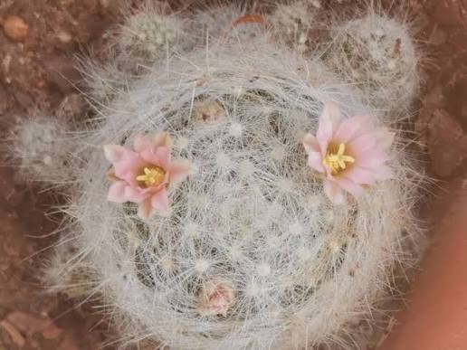 Mammillaria bocasana