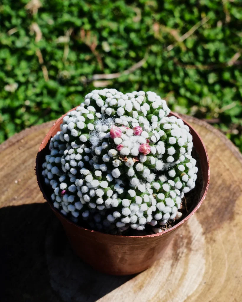 Mammillaria gracilis