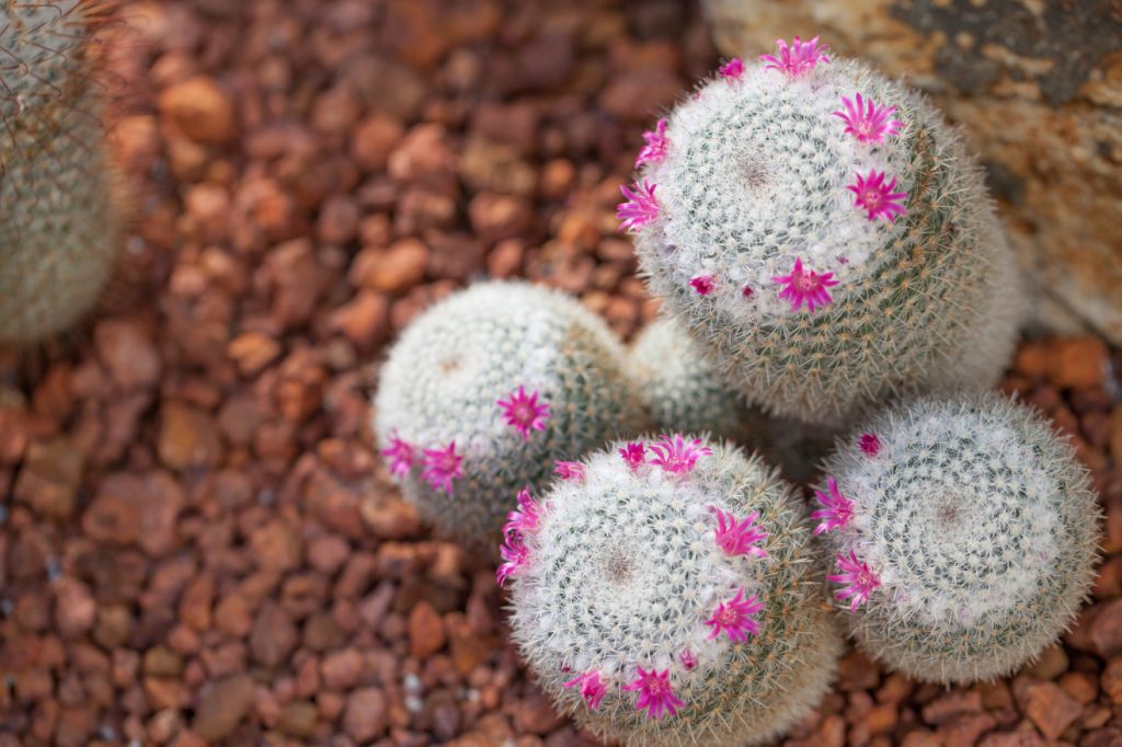Mammillaria hahniana