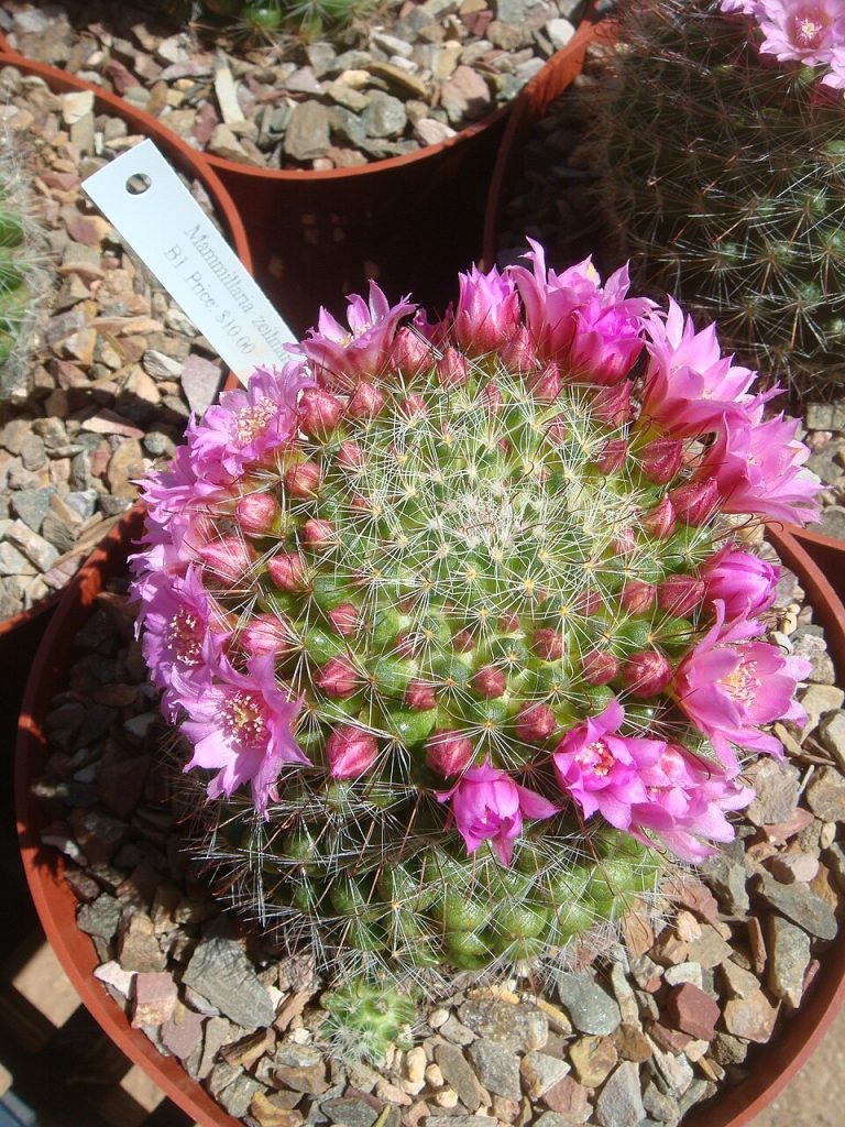 Mammillaria zeilmanniana