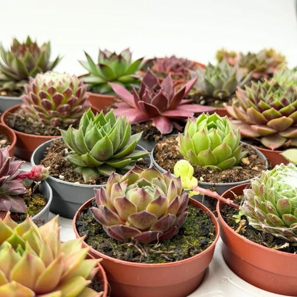 Sempervivum variedades