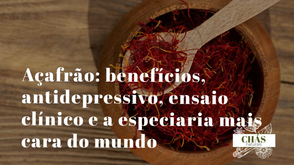 açafrão benefícios — estigmas vermelhos secos de Crocus sativus especiaria mais cara do mundo com crocina