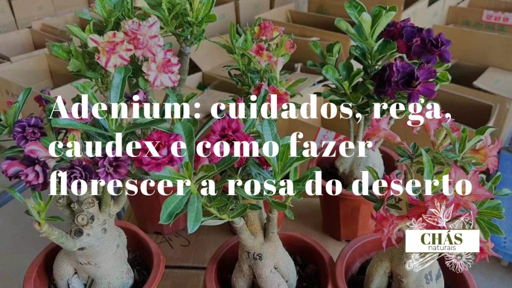 adenium cuidados — adenium obesum com caudex esculpido e flores rosa-vivo tubulares em vaso de exterior português