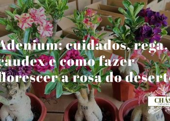 adenium cuidados — adenium obesum com caudex esculpido e flores rosa-vivo tubulares em vaso de exterior português