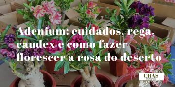 adenium cuidados — adenium obesum com caudex esculpido e flores rosa-vivo tubulares em vaso de exterior português