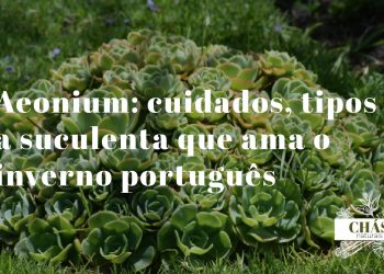 aeonium cuidados — aeonium arboreum atropurpureum com rosetas preto-vinhosas brilhantes em caules lenhosos ramificados