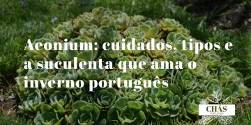 aeonium cuidados — aeonium arboreum atropurpureum com rosetas preto-vinhosas brilhantes em caules lenhosos ramificados