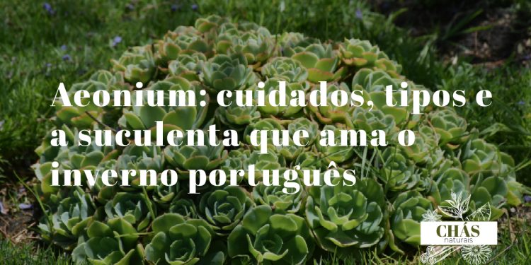aeonium cuidados — aeonium arboreum atropurpureum com rosetas preto-vinhosas brilhantes em caules lenhosos ramificados