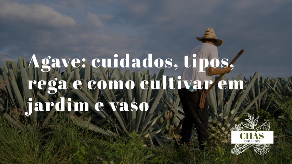 agave cuidados — roseta monumental de agave americana com folhas cinzento-azuladas e espinhos em jardim mediterrânico português