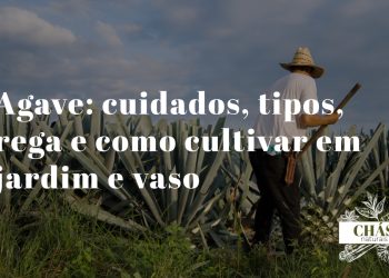 agave cuidados — roseta monumental de agave americana com folhas cinzento-azuladas e espinhos em jardim mediterrânico português