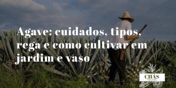 agave cuidados — roseta monumental de agave americana com folhas cinzento-azuladas e espinhos em jardim mediterrânico português