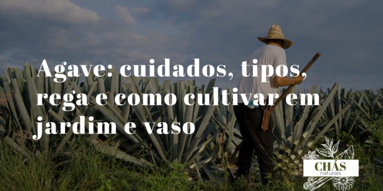 agave cuidados — roseta monumental de agave americana com folhas cinzento-azuladas e espinhos em jardim mediterrânico português