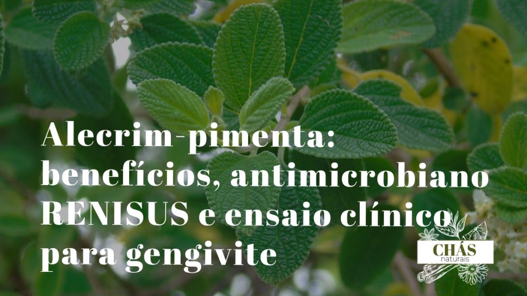 alecrim-pimenta benefícios — arbusto aromático Lippia sidoides com flores brancas em espigas na Caatinga