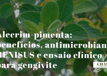 alecrim-pimenta benefícios — arbusto aromático Lippia sidoides com flores brancas em espigas na Caatinga