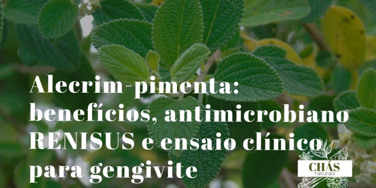 alecrim-pimenta benefícios — arbusto aromático Lippia sidoides com flores brancas em espigas na Caatinga