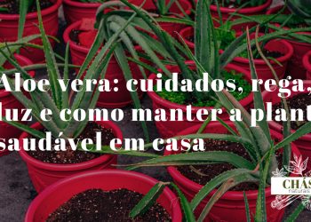 aloe vera cuidados — planta de aloe vera com folhas carnudas verdes erectas e filhotes na base em vaso de terracota