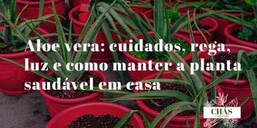 aloe vera cuidados — planta de aloe vera com folhas carnudas verdes erectas e filhotes na base em vaso de terracota