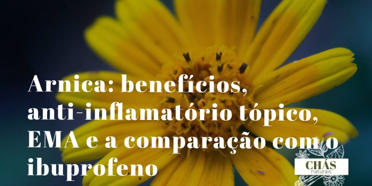 arnica benefícios — flores amarelas de Arnica montana planta alpina anti-inflamatória tópica com monografia EMA