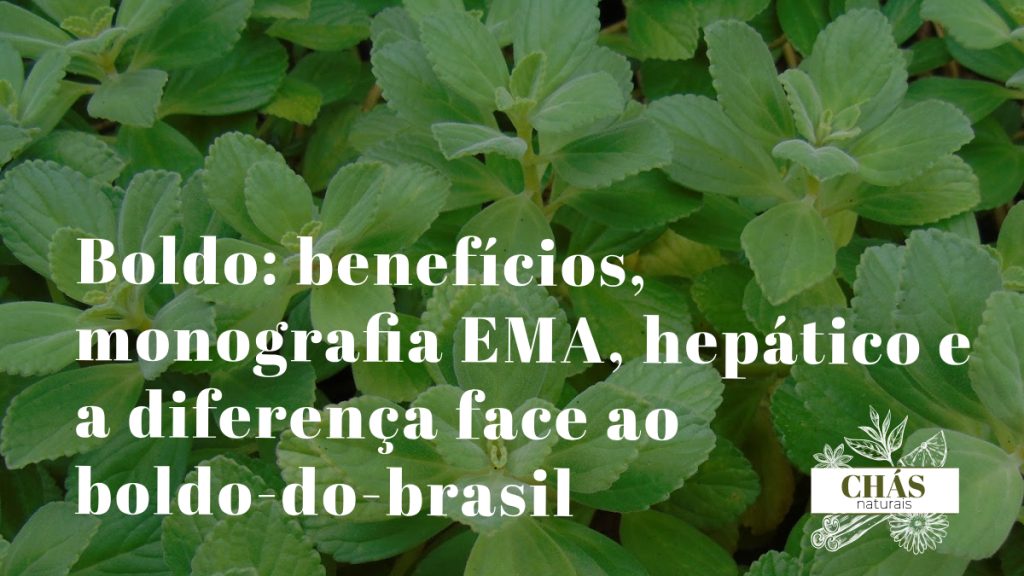 boldo benefícios — folhas rugosas aromáticas de Peumus boldus arbusto hepático chileno com monografia EMA